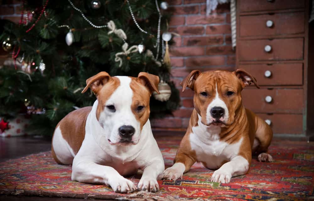 Two white-and-tan American Staffordshire Terrier dogs lying on their stomachs on a carpet