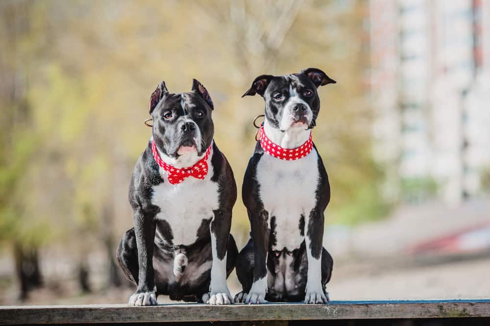 Two black-and-white American Staffordshire Terrier dogs standing outside and wearing red accessories on their necks