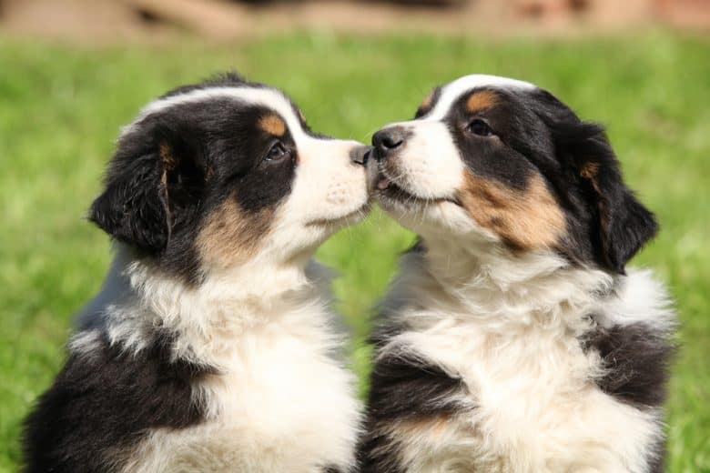 Two adorable Australian Shepherd puppies