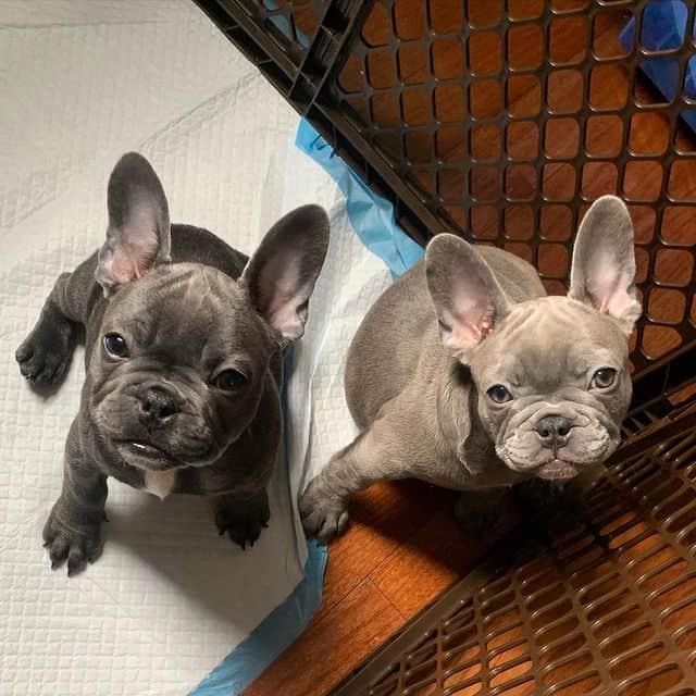 Two French Bulldogs looking up from a playpen