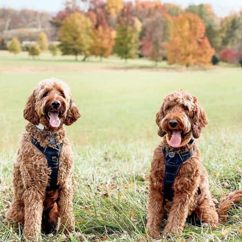 Two Irish Doodles smiling and sticking their tongue out