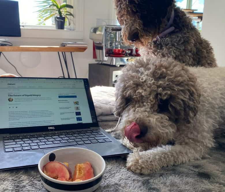 Two Lagotto Romagnolo dogs want to eat the peach