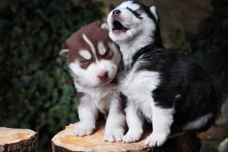 Two little Siberian Huskies