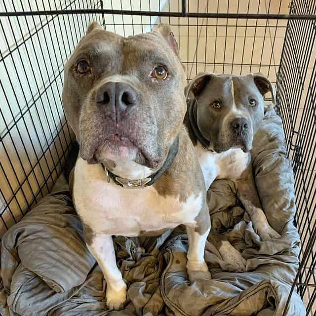Two Pitbull dogs looking up from inside a wire dog crate