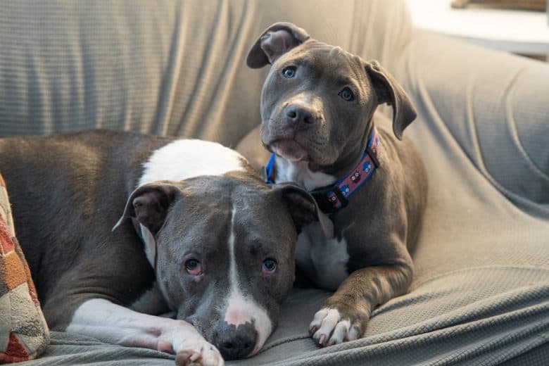 Two Pitbull dogs lying on the couch and looking up