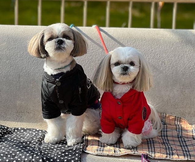 Two Shih Tzus standing outdoors, one is in black, while the other is in red