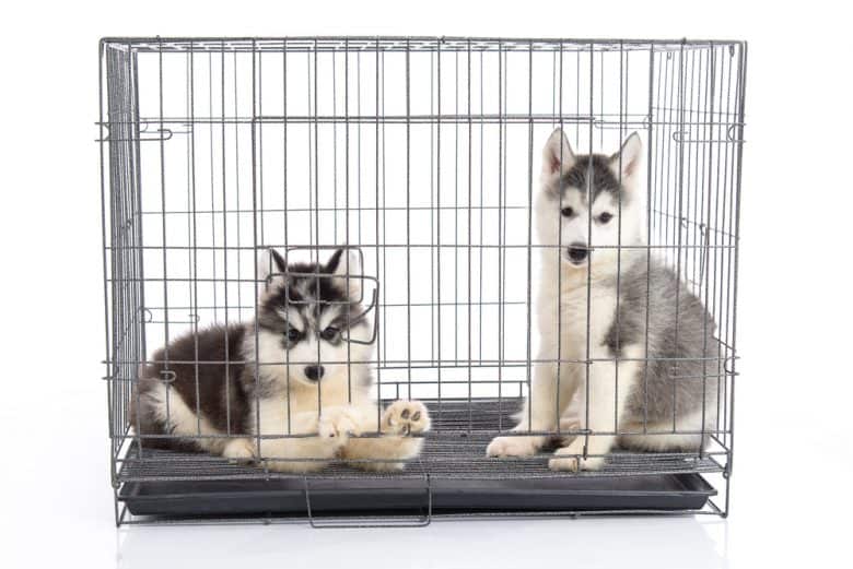 Two Siberian Husky puppies sitting and standing inside a wire crate