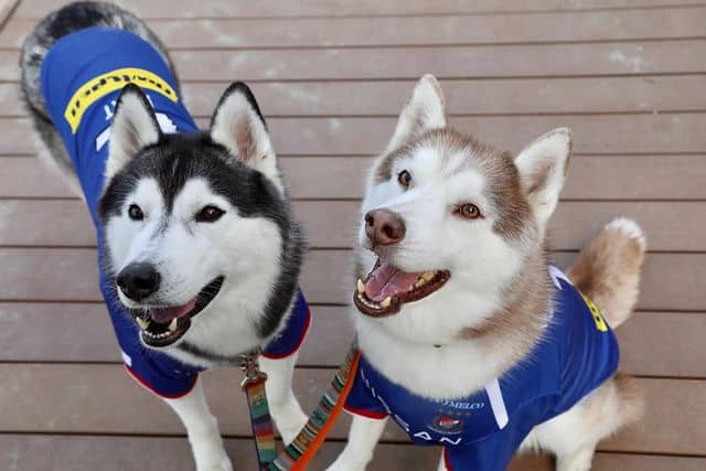 Two Siberian Husky dogs standing and sitting, looking up, and smiling