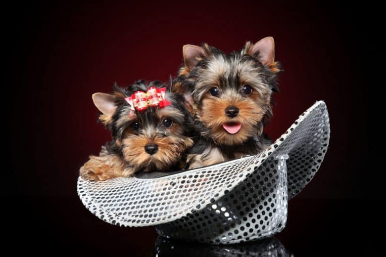 Two Yorkshire Terrier puppies sitting in a hat