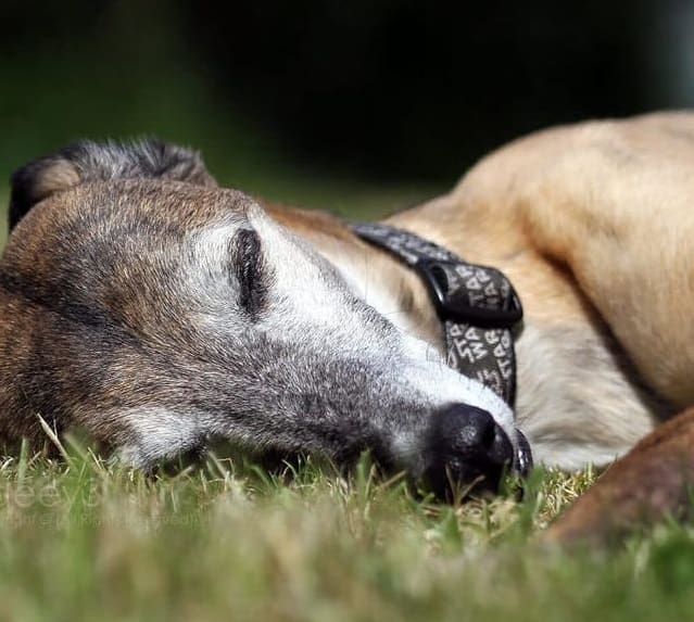 A Whippet dog lying on the grass, its eyes closed