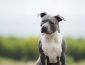 American Staffordshire Terrier Dog Breed: Pictures, Colors, Bark, Characteristics, and Diet