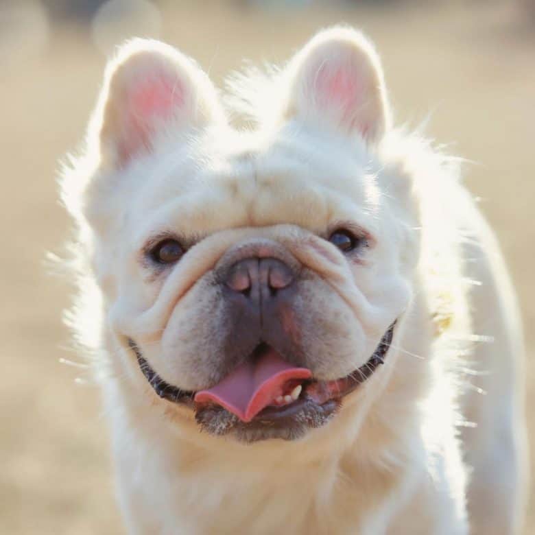 A white Fluffy French Bulldog smiling with its tongue out