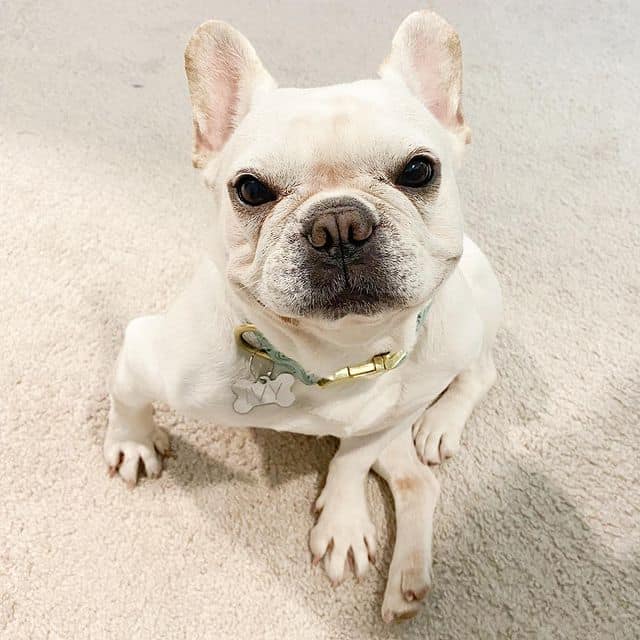 A white French Bulldog looking up