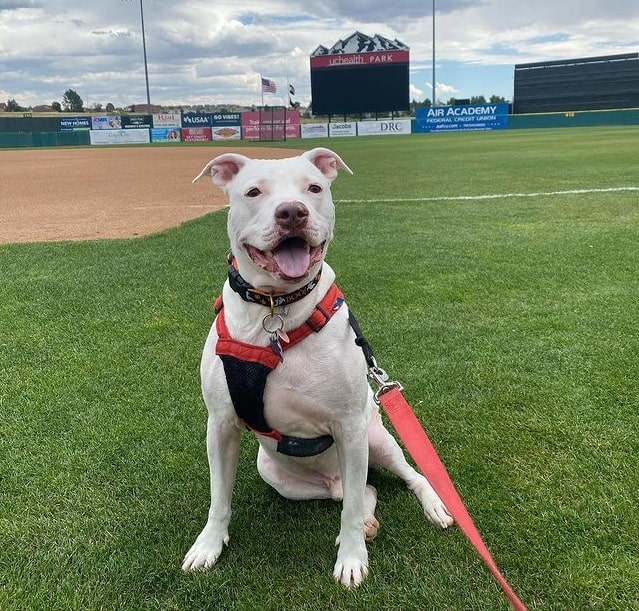 A smiling White Pitbull at the park