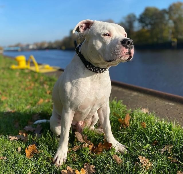 A White Pitbull standing by the river