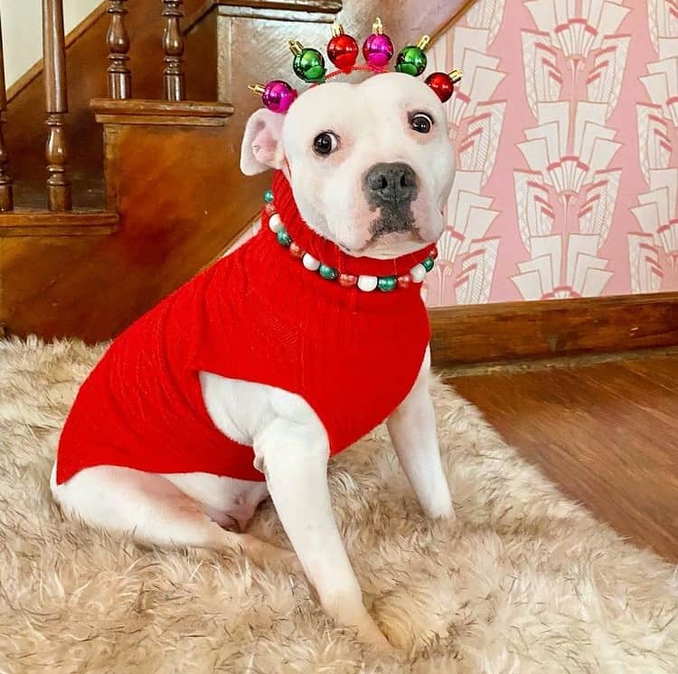 A White Pitbull dressed in a red shirt, wearing a necklace and a headband