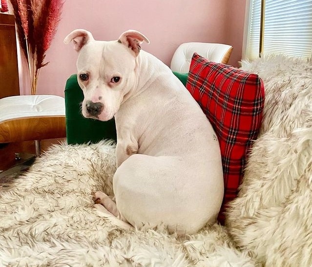 A White Pitbull sitting on a sofa