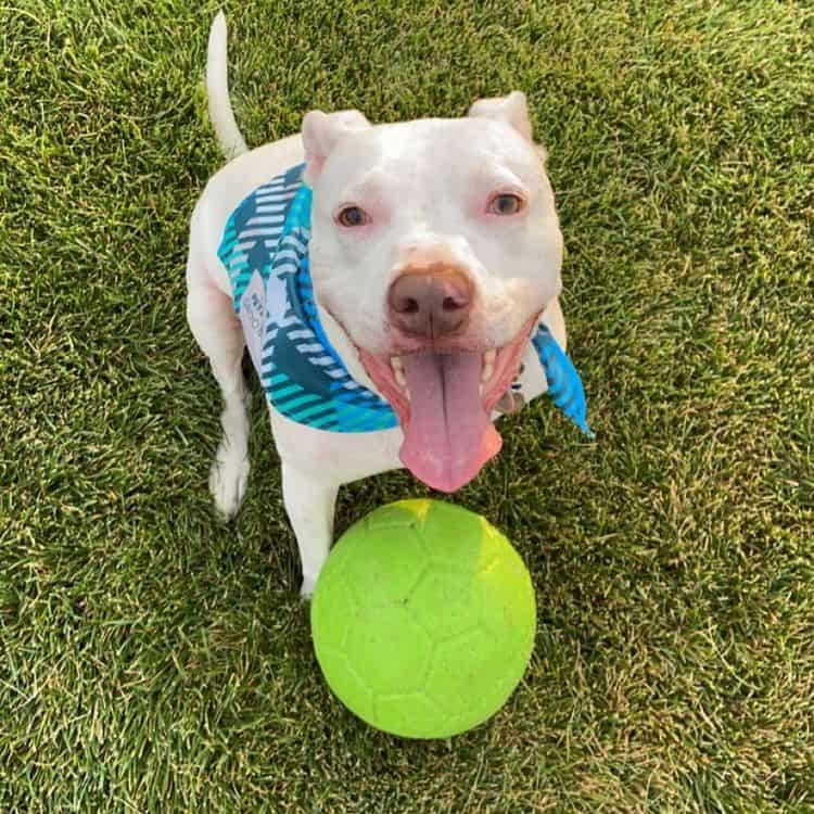 A smiling White Pitbull, playing with a green ball