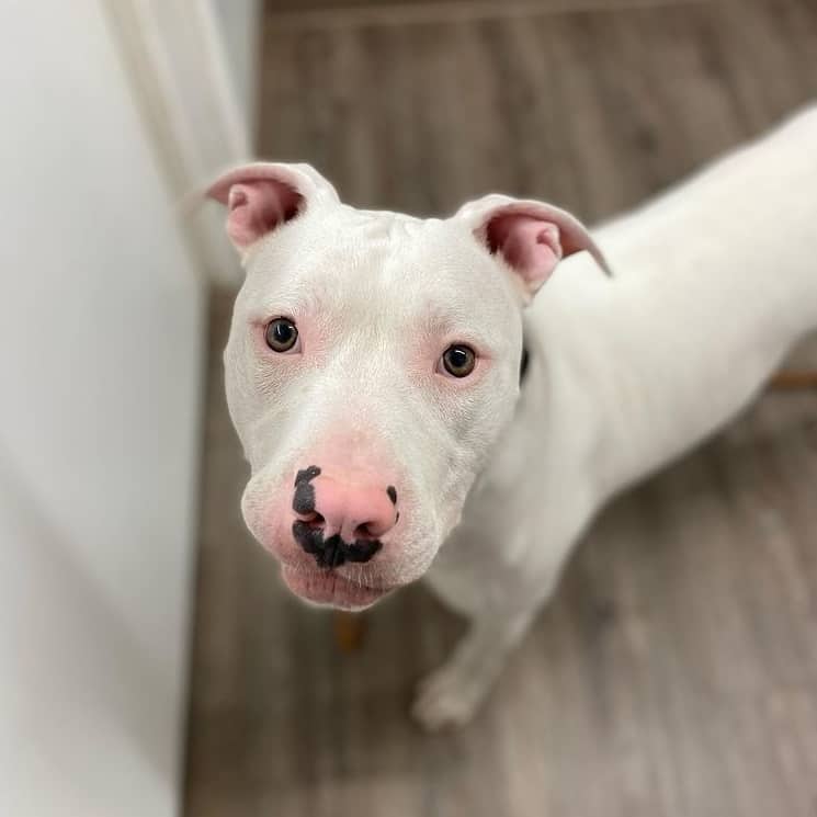 A White Pitbull who is looking up at its owner