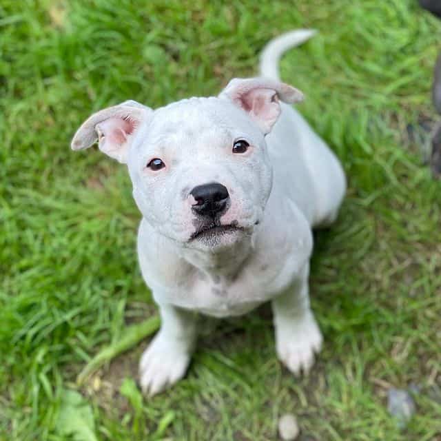 A White Pitbull puppy looking up from the grass