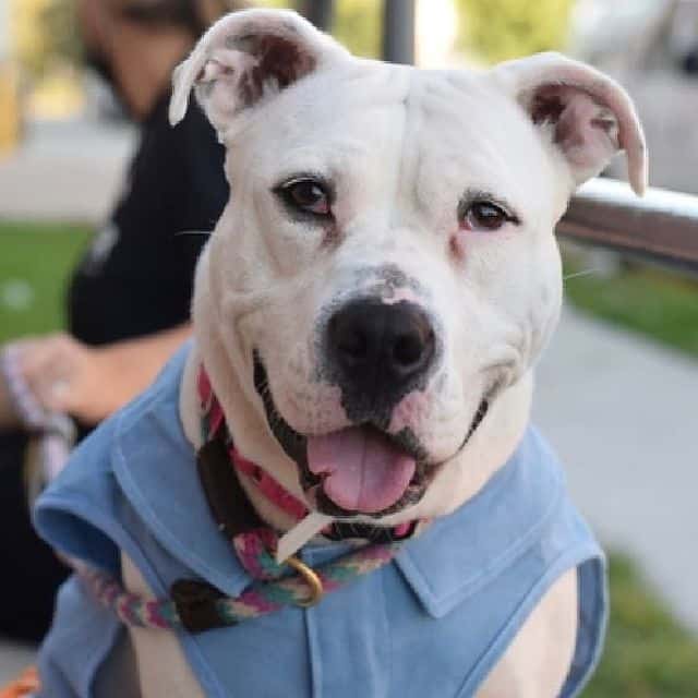 A smiling White Pitbull