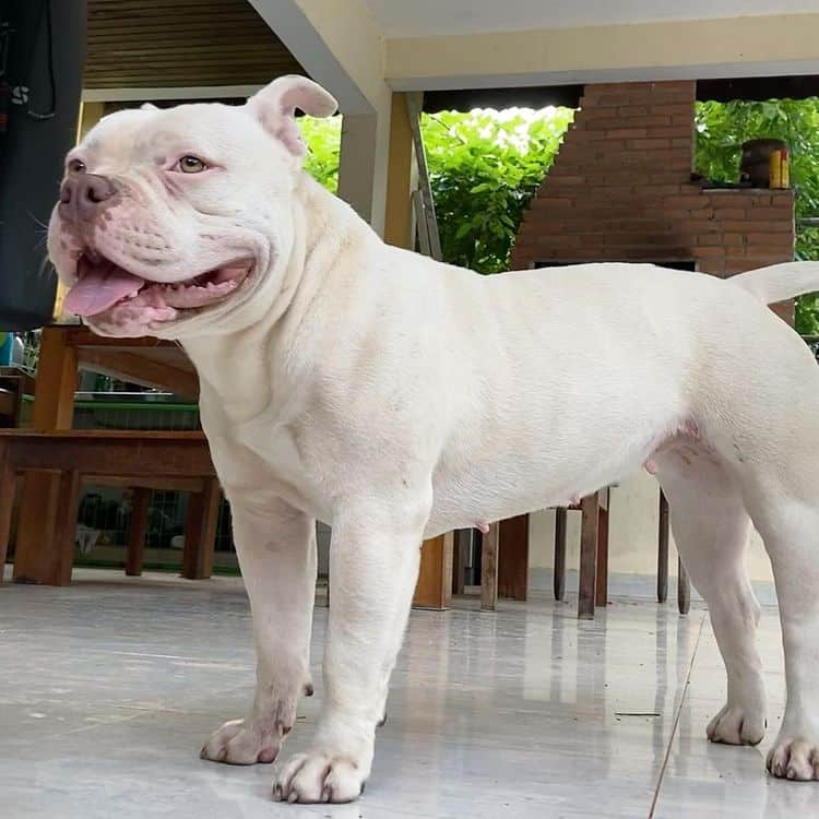 A big White Pitbull standing