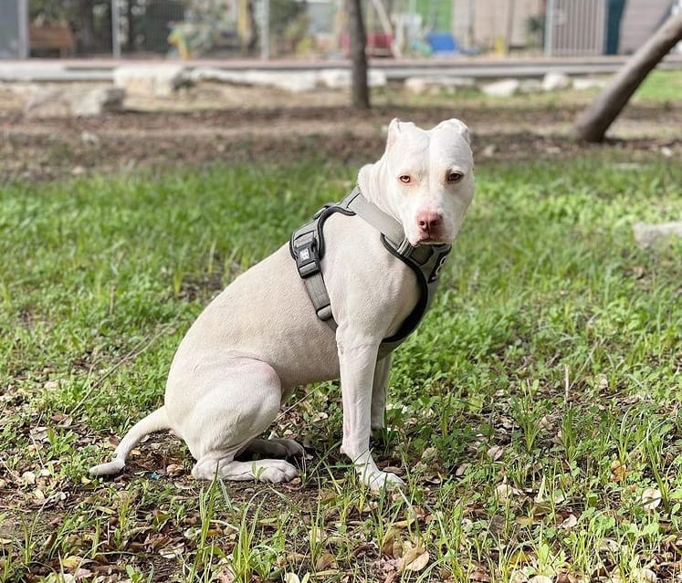 A White Pitbull training