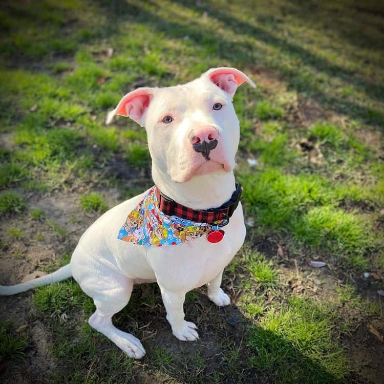 A White Pitbull standing on the ground, looking up