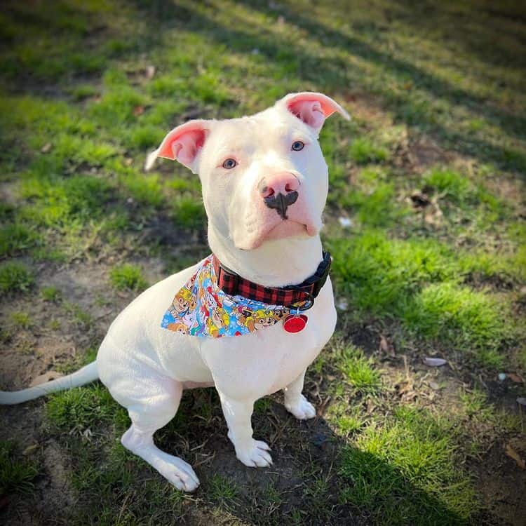 Have You Seen The Beautiful White Pitbull Here s What You Need To Know Have You Seen The Beautiful White Pitbull Here s What You Need To Know