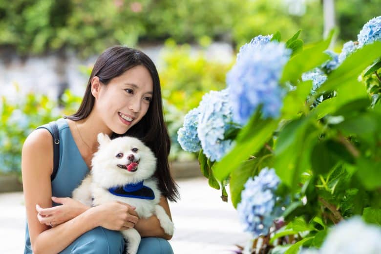 A smiling Pomeranian dog being held by a woman looking at the flowers