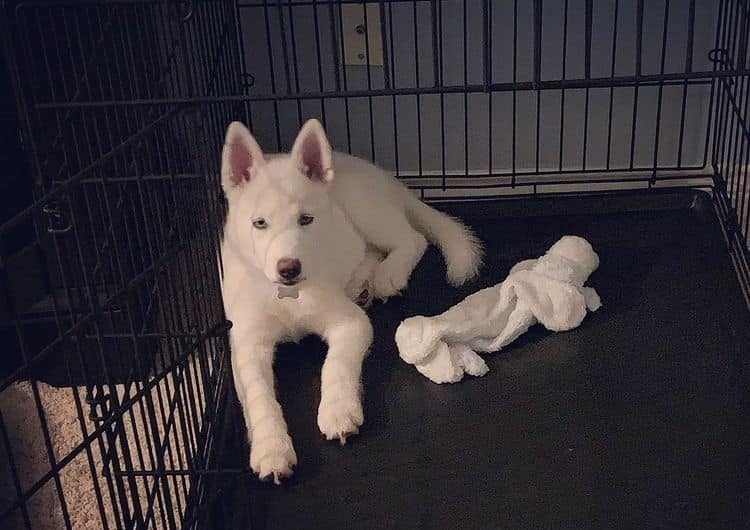A white Siberian Husky puppy inside a wire crate