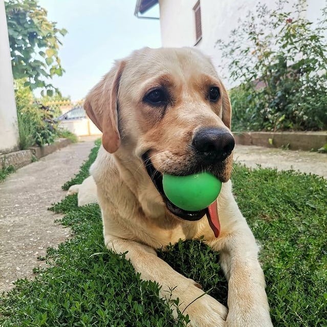A yellow Labrador Retriever dog lying on the grass and with a green toy ball in its mouth