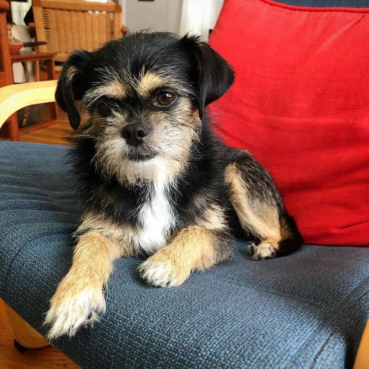 A Yorkshire Terrier Brussels Griffon mix lying on a chair