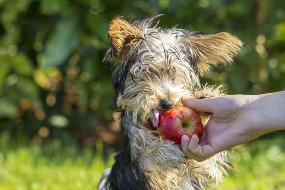 Yorkshire Terrier eating apple