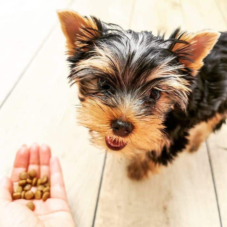 A Yorkshire Terrier being offered with kibbles