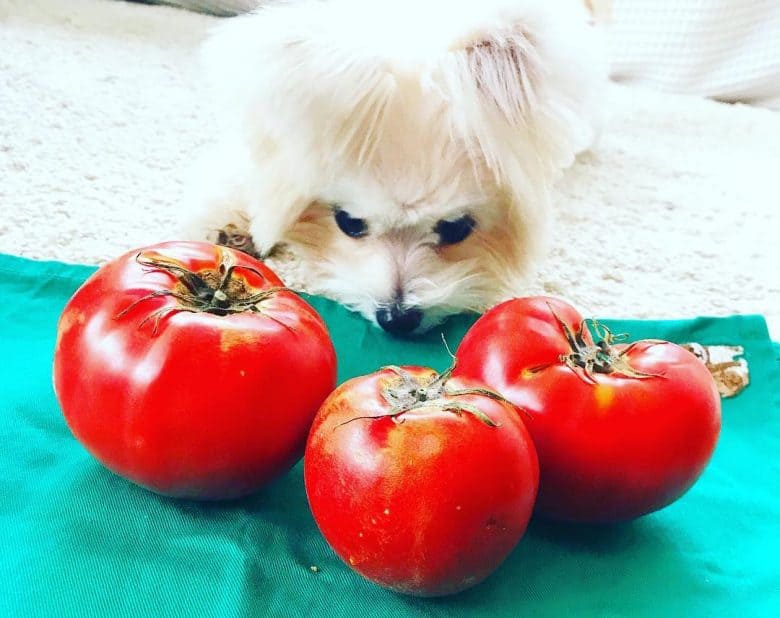 Yorkshire Terrier puppy smelling the tomatoes