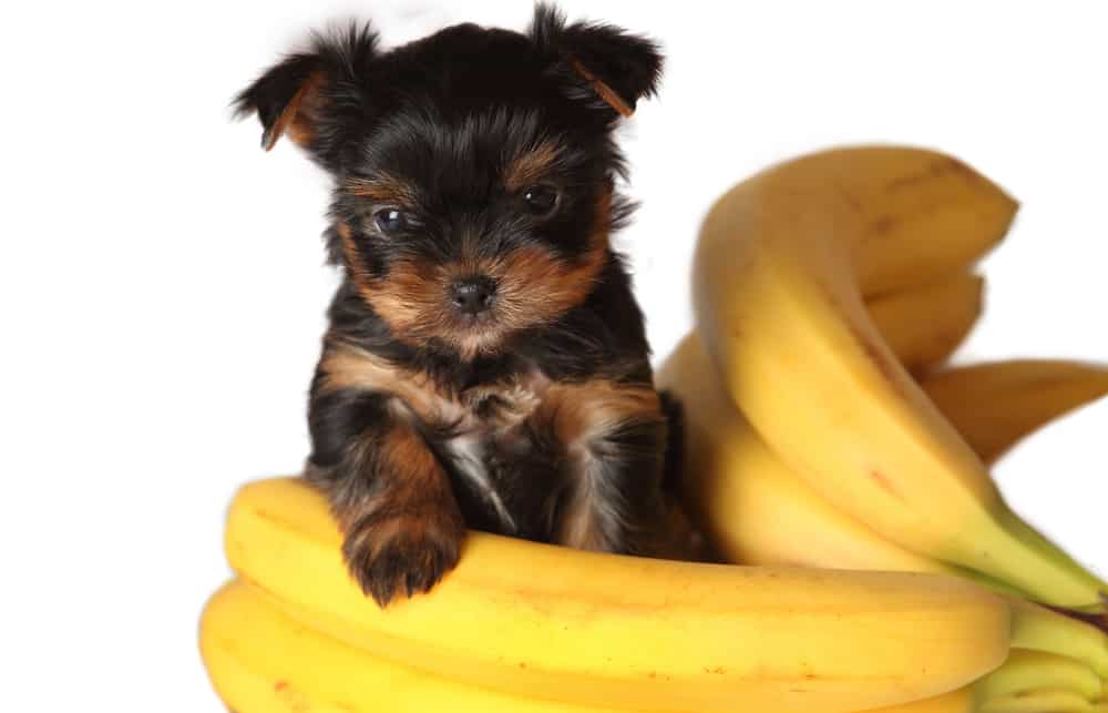 are bananas okay for dogs to eat