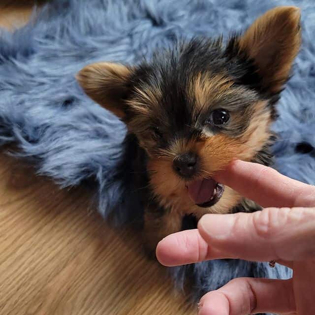 A Yorkshire Terrier puppy chewing on its owner's finger