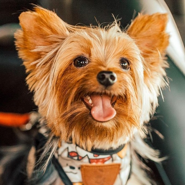 A Yorkshire Terrier smiling with its tongue out