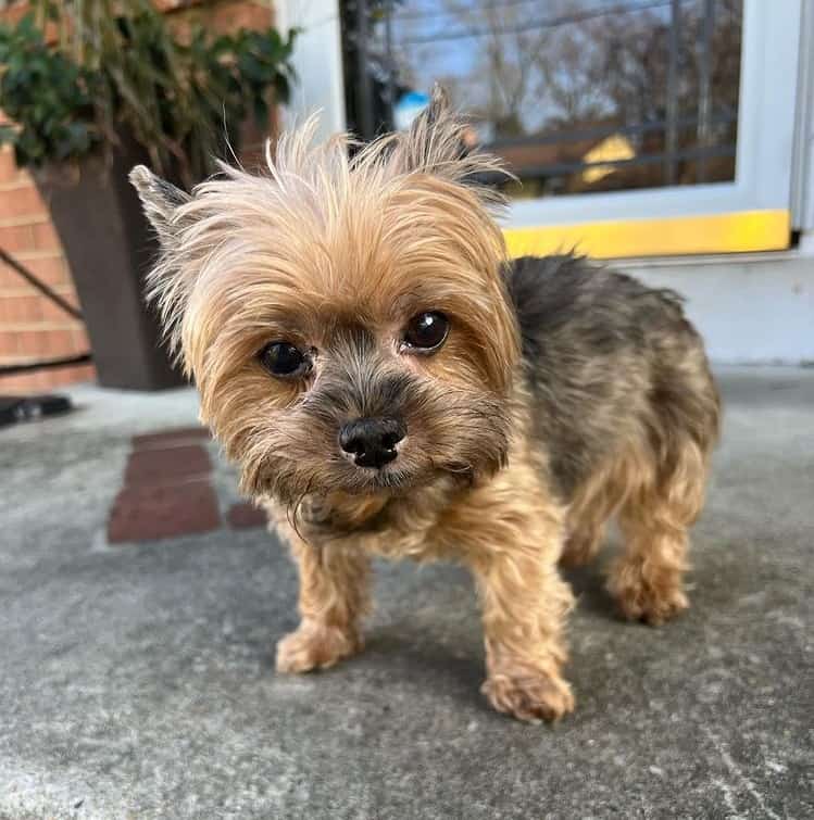 A close-up image of a Yorkshire Terrier standing outdoors