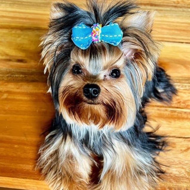 A Yorkshier Terrier wearing a blue bow and looking up from the floor