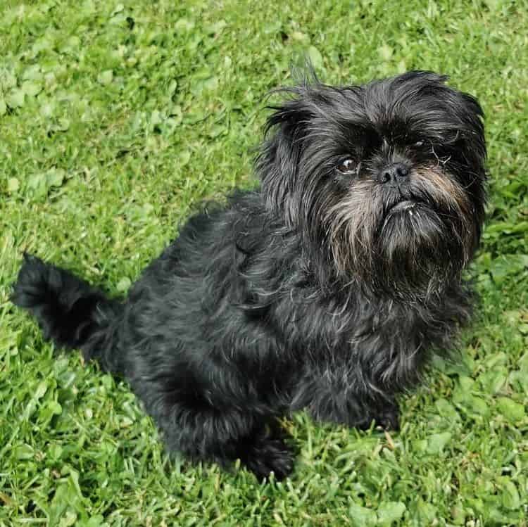 A black Affenpinscher lying on the grass