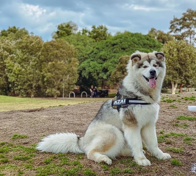 An Alaskan Malamute sitting