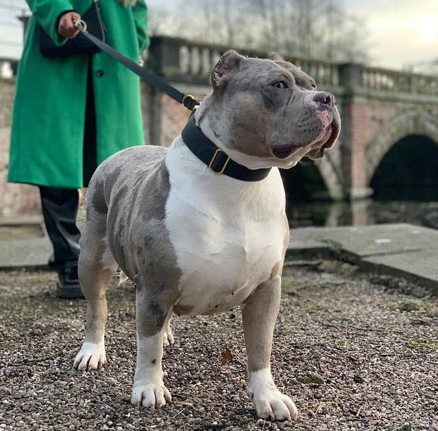 A leashed American Bully with battle cropped ears