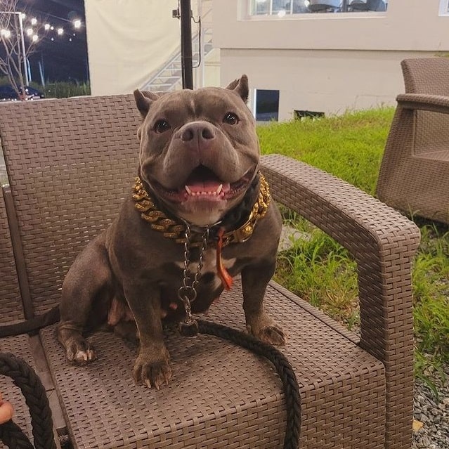 An American Bully with short cropped ears