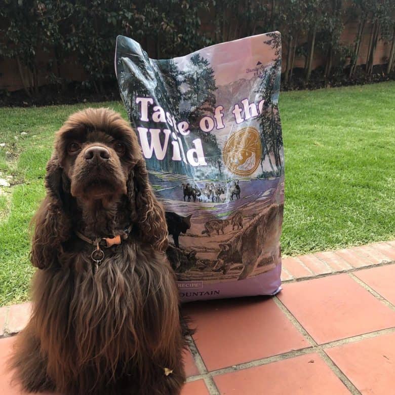 An American Cocker Spaniel with Taste of the Wild dog food