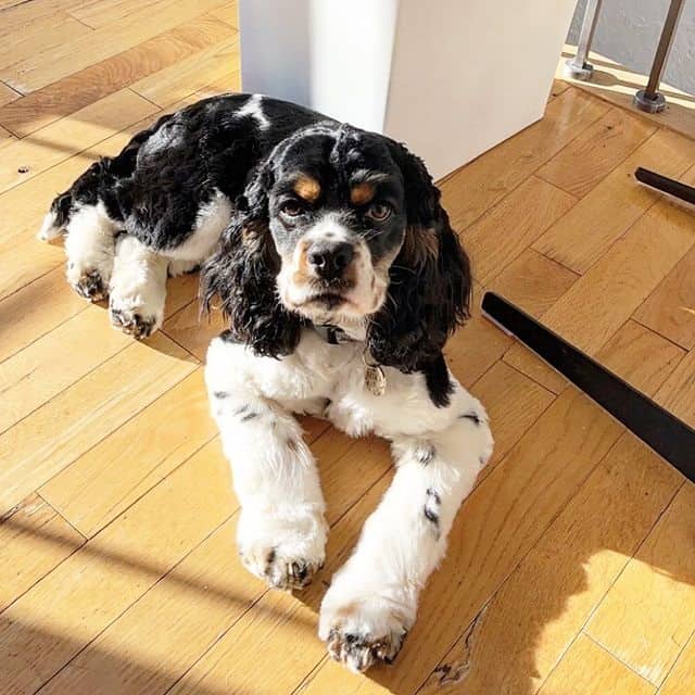 An American Cocker Spaniel lying on the floor