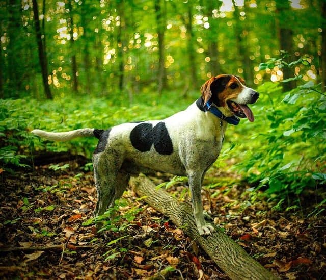 An Treeing Walker Coonhound hiking in a forest