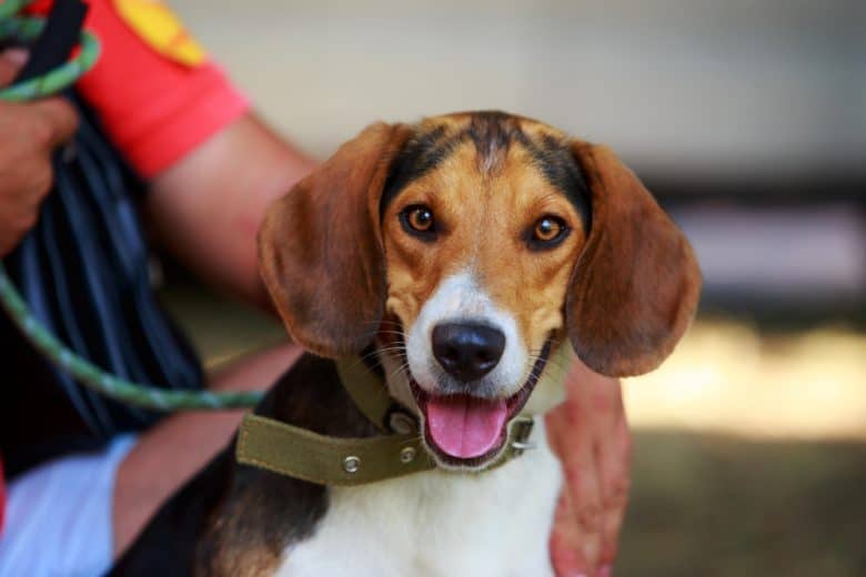 A leashed American Foxhound smiling
