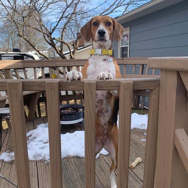 An American Foxhound waiting for its owner outdoors